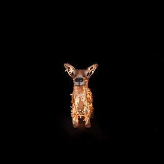 Deer Fawn laying