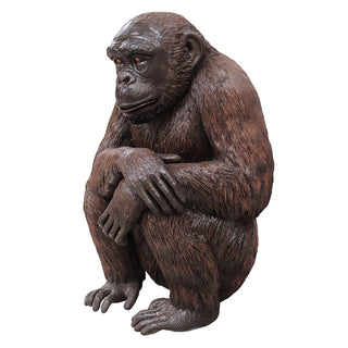 Sitting Chimpanzee