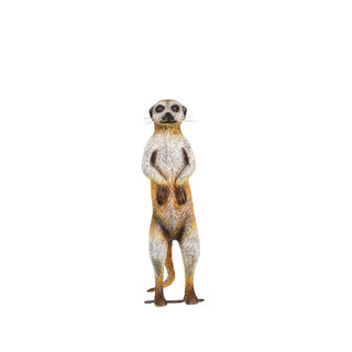 Meerkat
