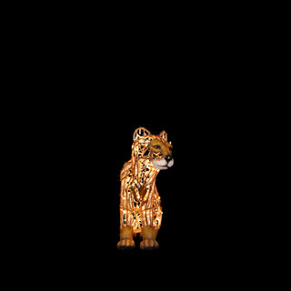 Lion Cub Sitting